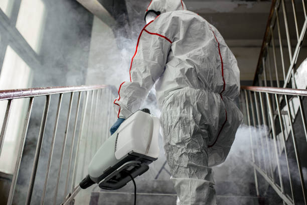 Best Mold Damage Restoration  in Kirby, TX